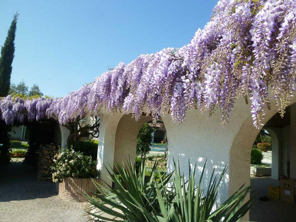 Villa DolcevitaSan Costanzo エクステリア 写真
